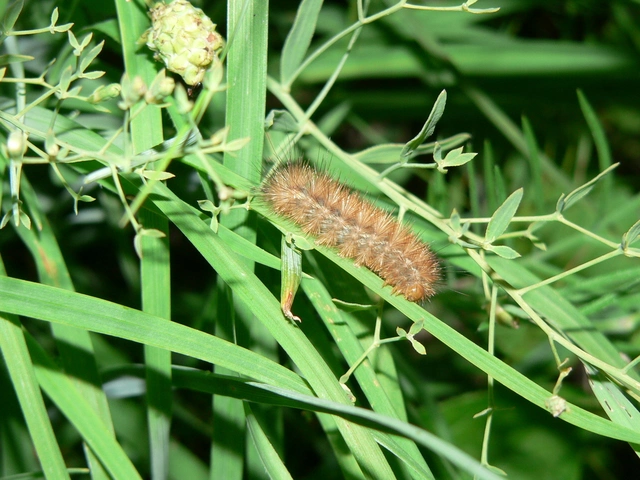 Diaphora mendica - felemás medvelepke