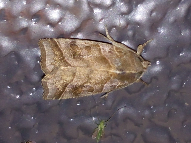 Ipimorpha retusa - sarlós fűzbagoly