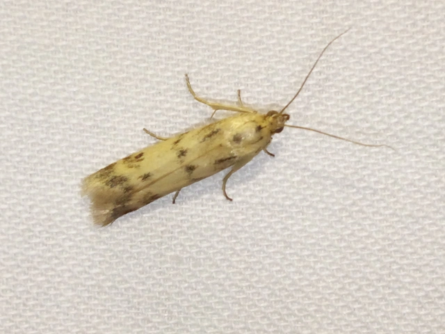 Homoeosoma sinuella - agyagsárga karcsúmoly