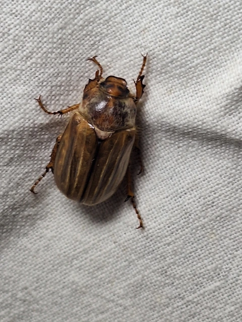 Amphimallon solstitiale - bordás sárgacserebogár