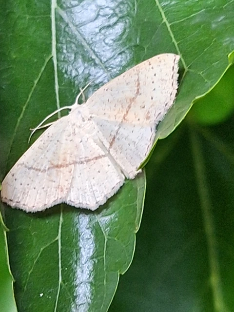 Cyclophora punctaria - sávos pettyesaraszoló