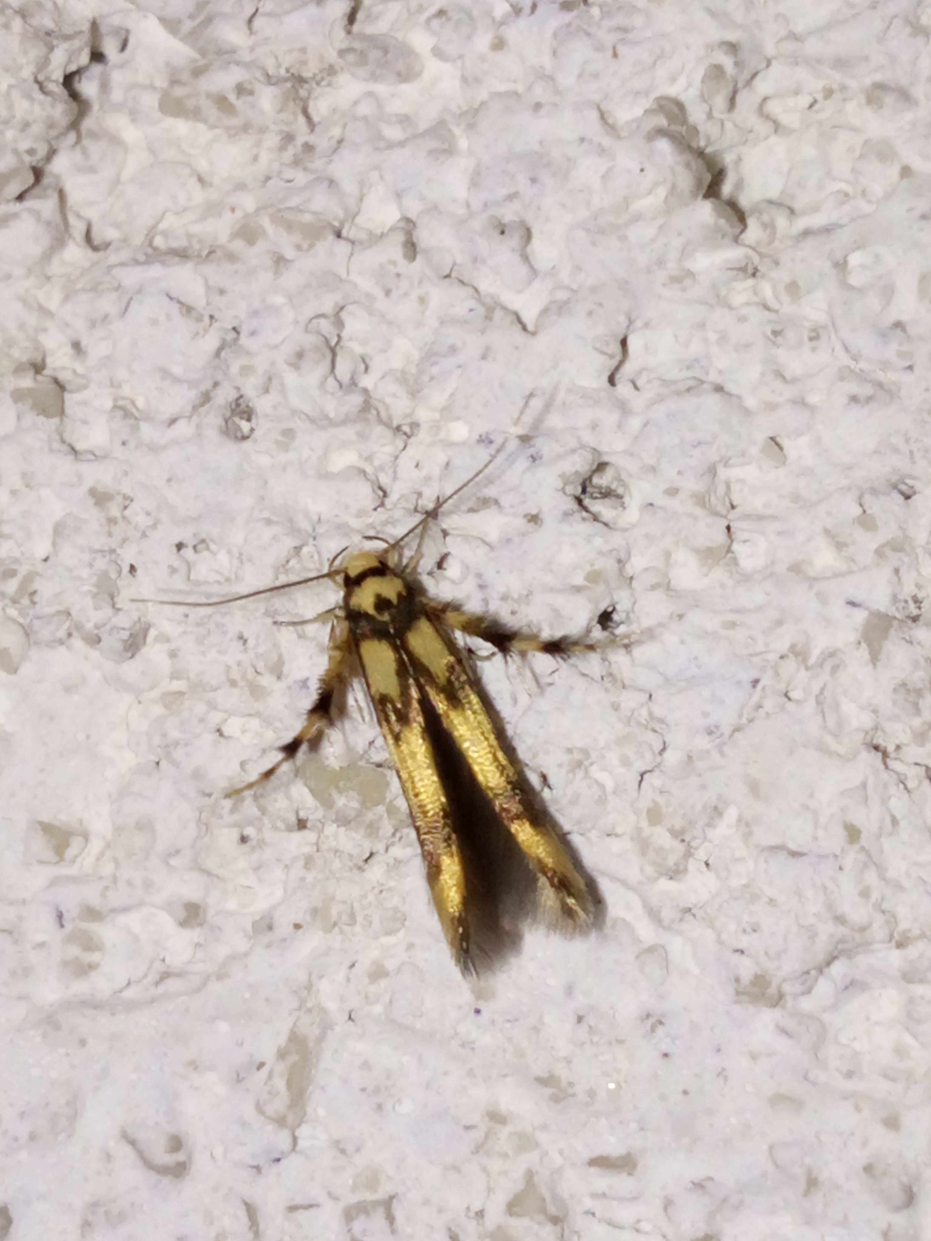 Stathmopoda pedella - égertermésmoly