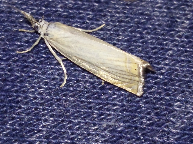 Chrysoteuchia culmella - kerti fűgyökérmoly