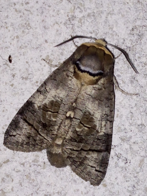 Cossus cossus - fűzfarontólepke