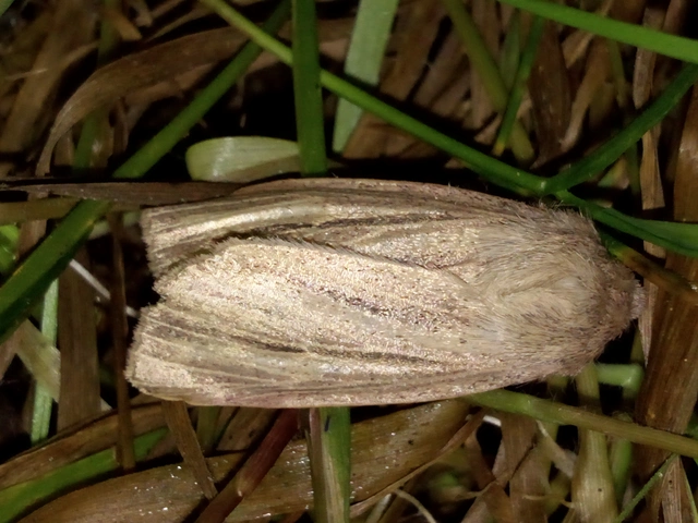 Mythimna pudorina - vörös rétibagoly