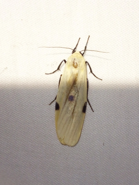 Lithosia quadra - négypettyes zuzmószövő