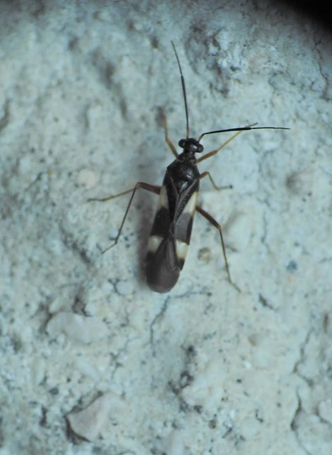 Heteroptera - Poloskák