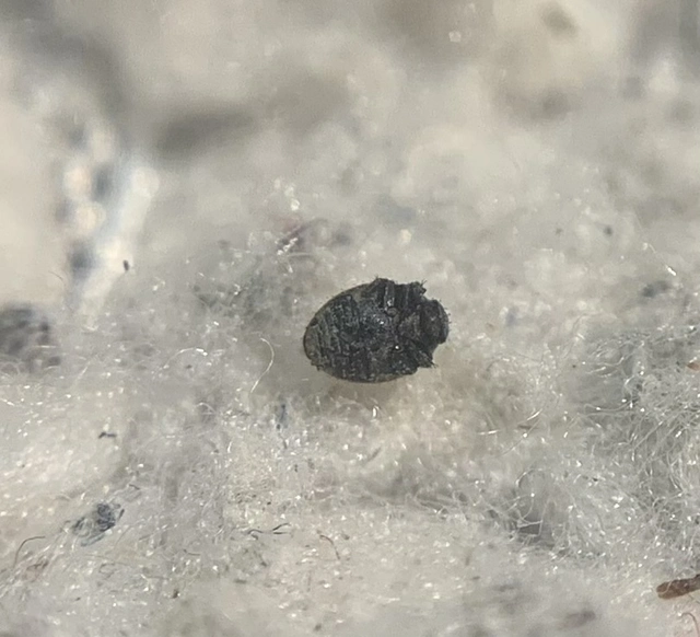 Chaetophora spinosa - parti labdacsbogár