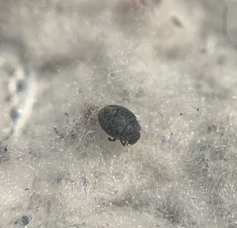 Chaetophora spinosa - parti labdacsbogár
