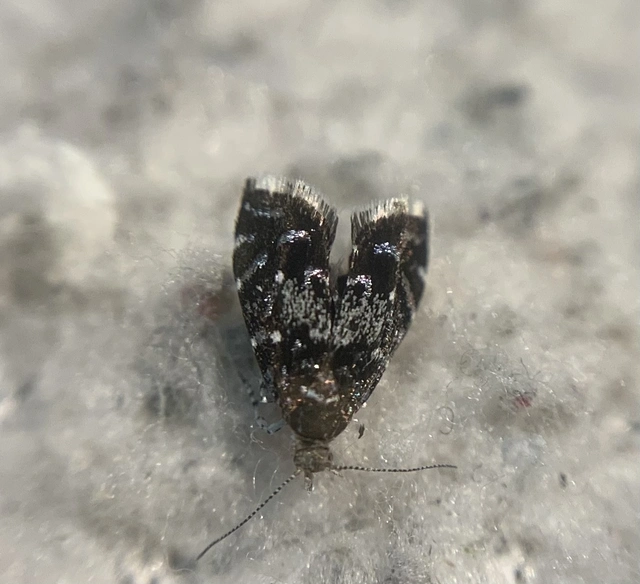 Prochoreutis myllerana - pompás levélmoly