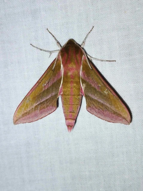 Deilephila elpenor - szőlőszender