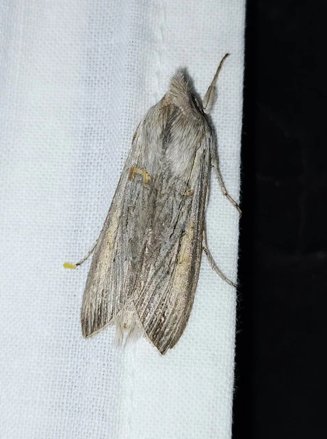 Cucullia