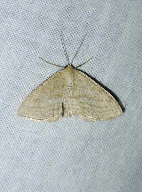 Scopula virgulata - vesszős sávosaraszoló