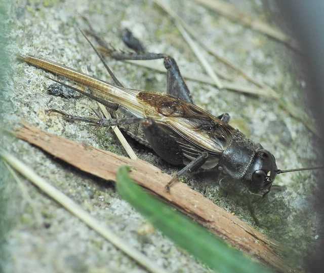 Eumodicogryllus bordigalensis - bordói tücsök