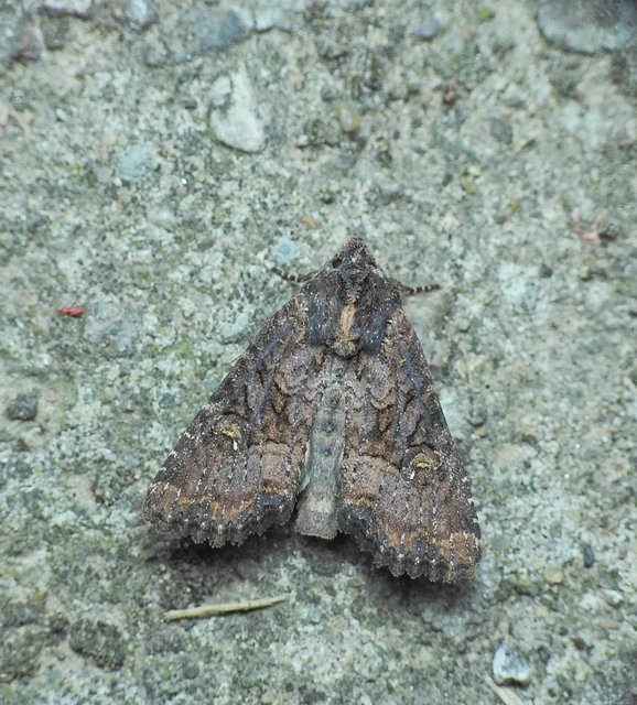 Mesapamea secalella/secalis
