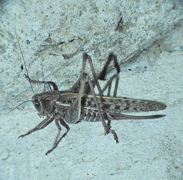 Decticus verrucivorus - szemölcsevő szöcske