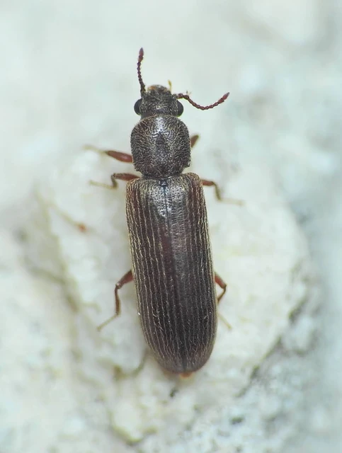 Lyctus