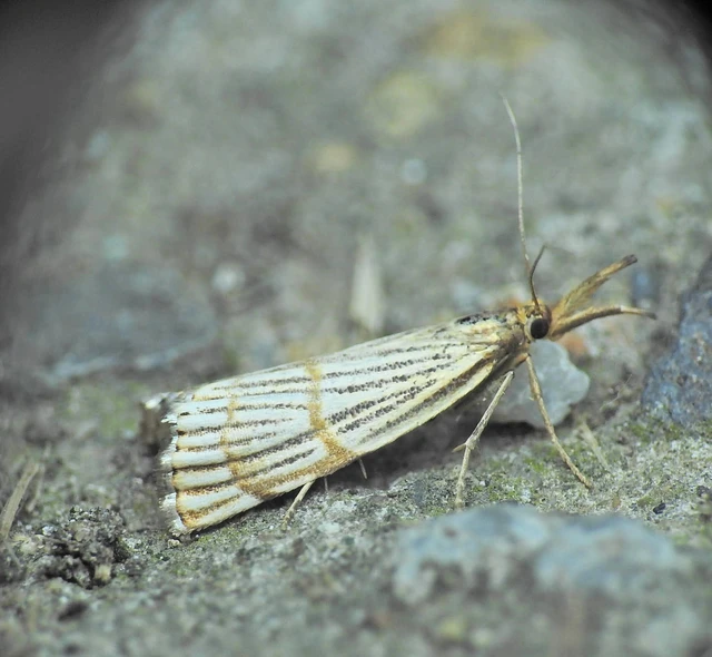 Chrysocrambus linetella - déli fűgyökérmoly