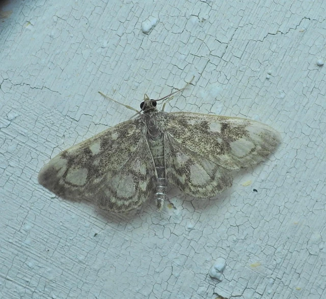 Anania coronata - koronás dudvamoly