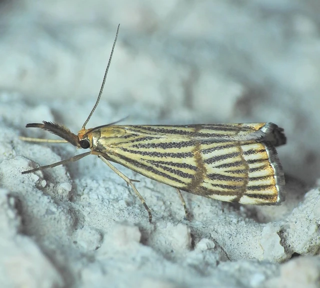 Chrysocrambus linetella - déli fűgyökérmoly