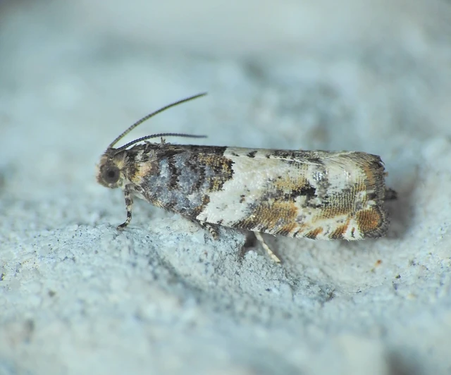 Tortricidae - sodrómolyfélék