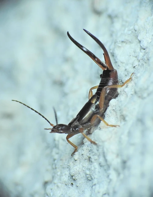 Forficula auricularia - közönséges fülbemászó