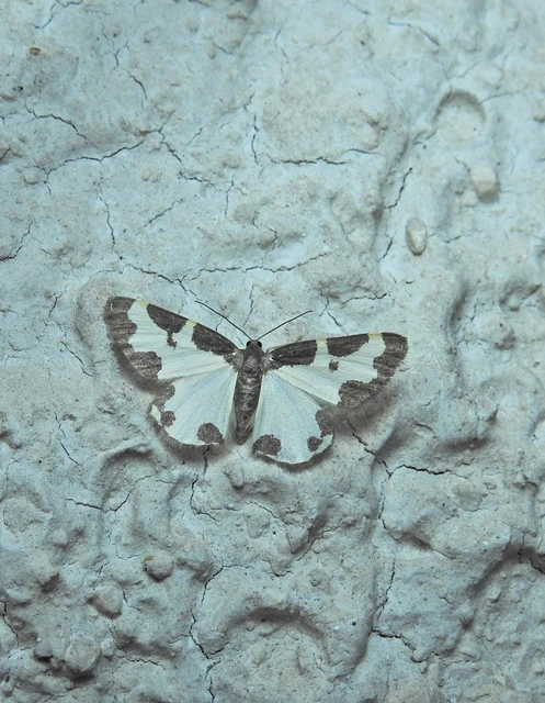 Lomaspilis marginata - szegélyes nyárfaaraszoló