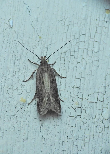 Gelechiidae - sarlósajkú-molylepkefélék
