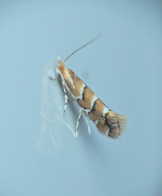 Phyllonorycter