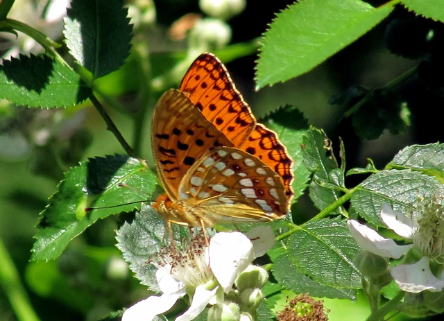 Argynnis adippe - ezüstös gyöngyházlepke
