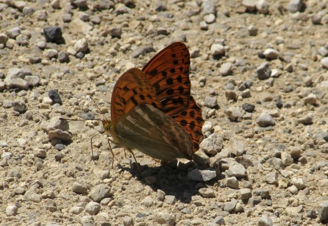 Argynnis paphia - nagy gyöngyházlepke