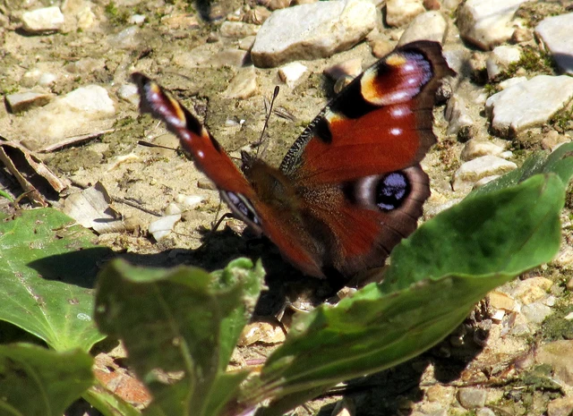 Nymphalis io - nappali pávaszem