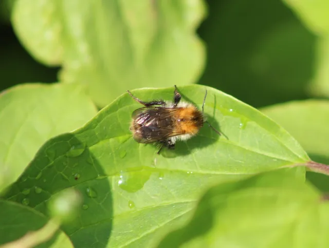Bombus pascuorum - mezei poszméh