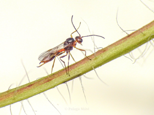 Aphidiidae
