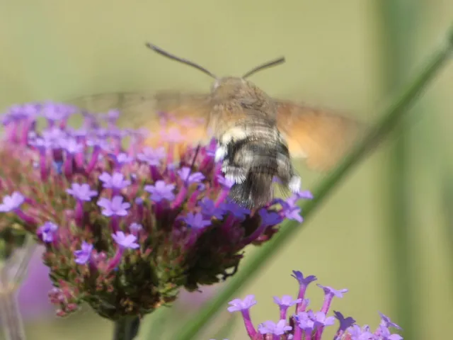 Macroglossum stellatarum - kacsafarkú szender