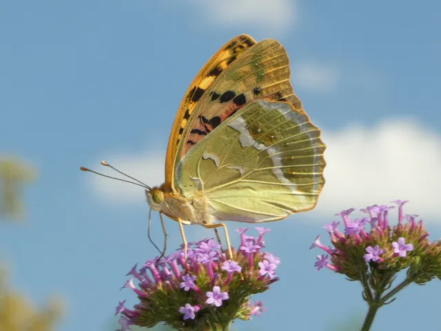 Argynnis pandora - zöldes gyöngyházlepke