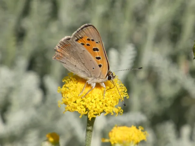 Lycaena phlaeas - közönséges tűzlepke