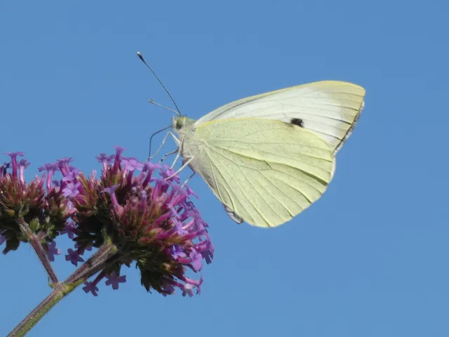 Pieris brassicae - káposztalepke