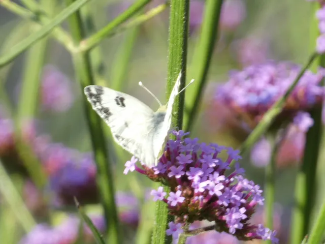 Pontia edusa - rezedalepke