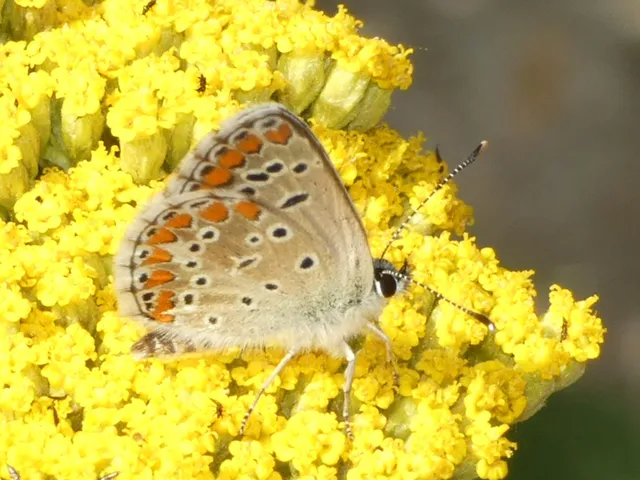 Aricia agestis - szerecsenboglárka