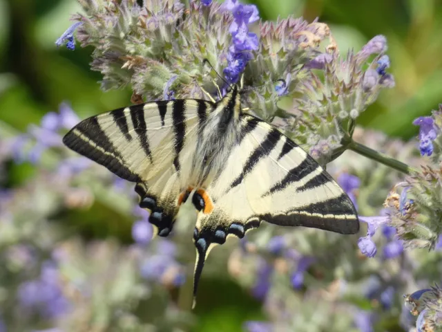Iphiclides podalirius - kardoslepke