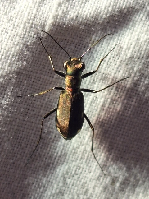 Cylindera germanica - parlagi homokfutrinka