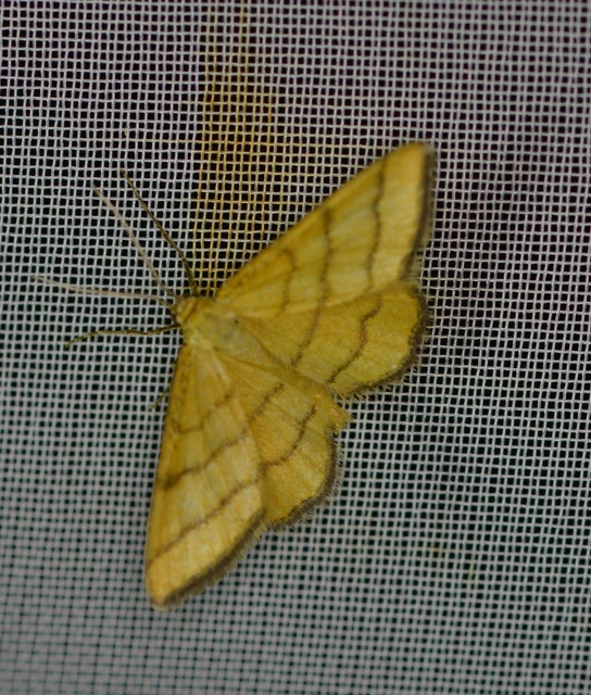 Idaea aureolaria - aranyos sávosaraszoló