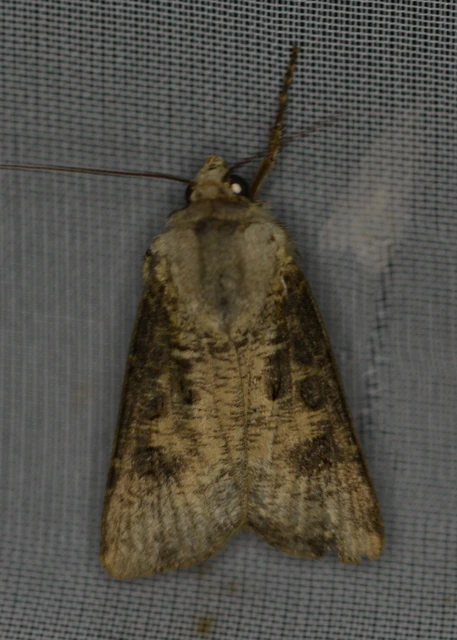 Agrotis clavis - zömök földibagoly
