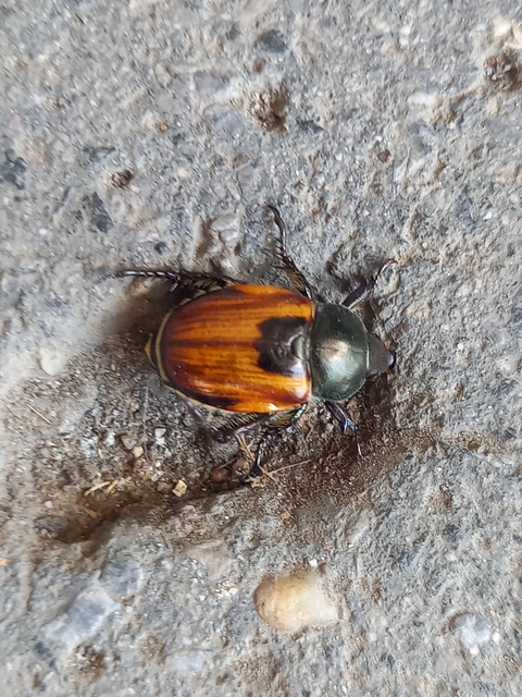 Anisoplia austriaca - osztrák szipoly