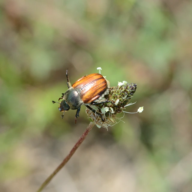 Anisoplia tempestiva - gabonaszipoly