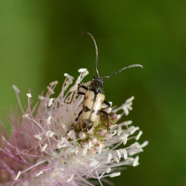 Pachytodes erraticus - rajzos virágcincér