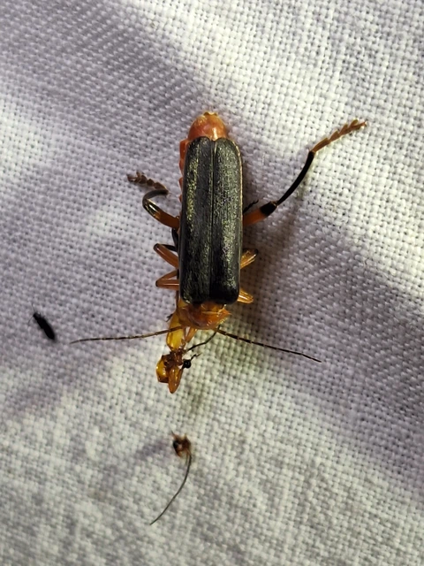 Cantharis nigricans - feketéllő lágybogár