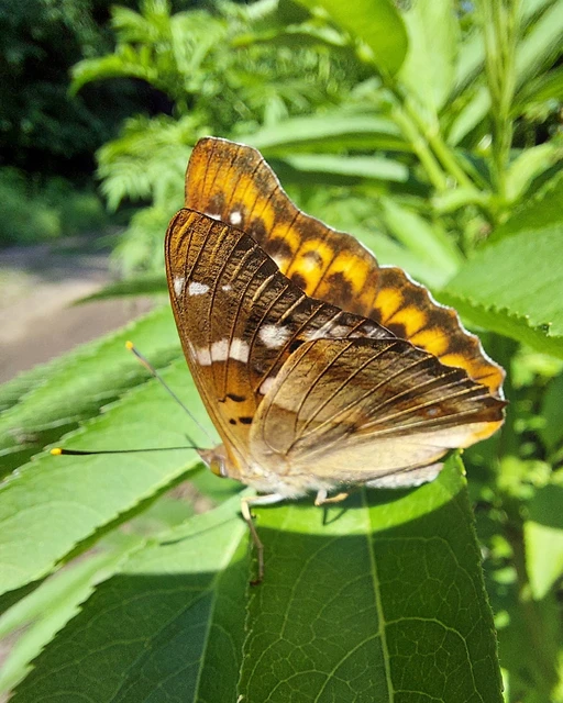 Apatura ilia - kis színjátszólepke