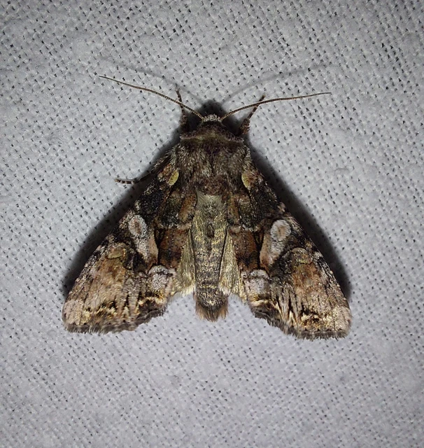 Lacanobia contigua - hamuszürke kertibagoly